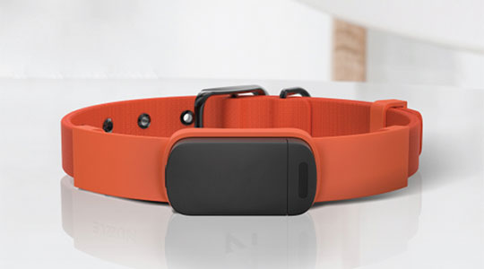 smart-collar