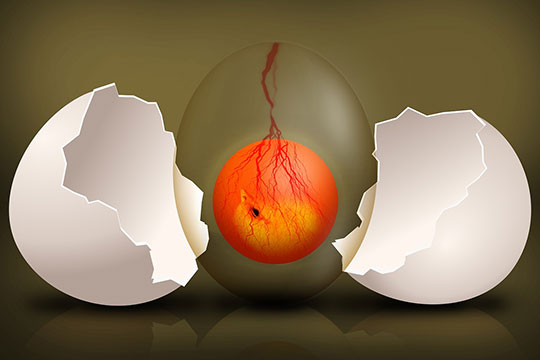 embryo-evolution-development-eggshell-medical-technology