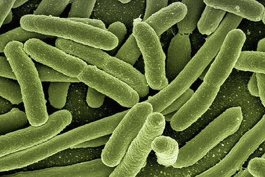 bacteria-electron-microscope-immune-vaccine-infection-virus